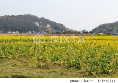Rapeseed field, Tatsuno plum grove, yellow, spring scenery 121659143