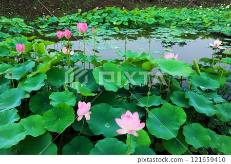慶州蓮花園區 121659410