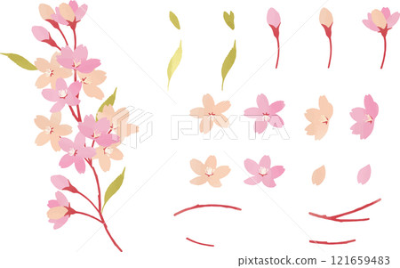 櫻花矢量插圖集 121659483