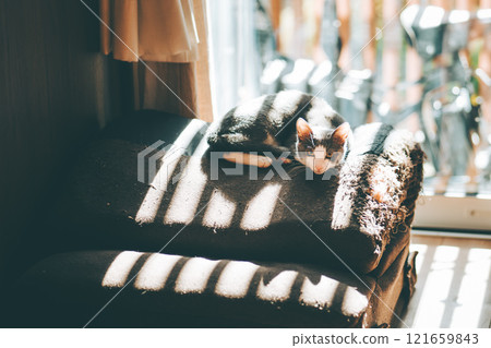 A cat gazing at the light from the window A cat gazing at the light from the window 121659843