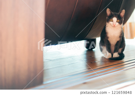 Cat peeking from under the sofa Cat peeking from under the sofa 121659848