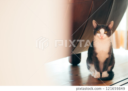 Cat peeking from under the sofa Cat peeking from under the sofa 121659849