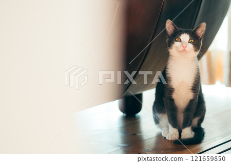 Cat peeking from under the sofa Cat peeking from under the sofa 121659850