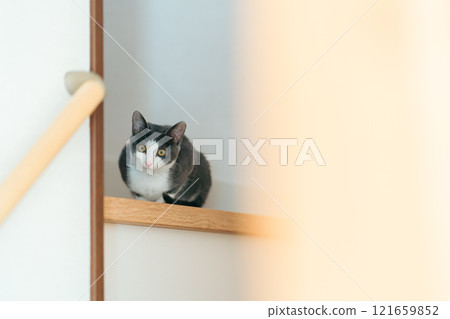 Cat looking down from the stairs 121659852