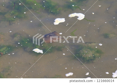 A pufferfish swimming behind a ray A pufferfish swimming behind a ray 121660014