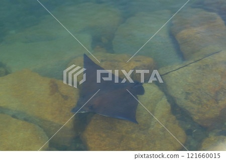 游泳時就像在飛翔一樣的黃貂魚 121660015