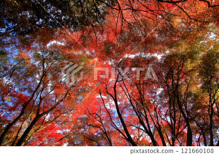 Autumn landscape 121660108