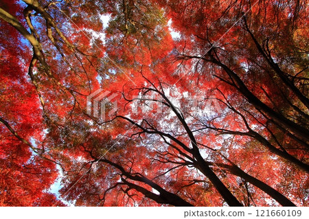 Looking up at autumn in Japan Looking up at autumn in Japan 121660109