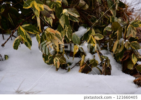 Bamboo and snow Bamboo and snow 121660405