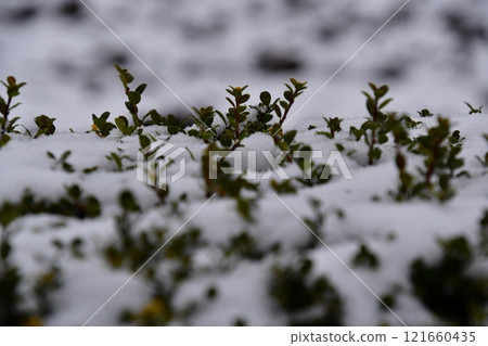 Fence and snow Fence and snow 121660435