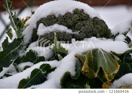 Broccoli and snow Broccoli and snow 121660436