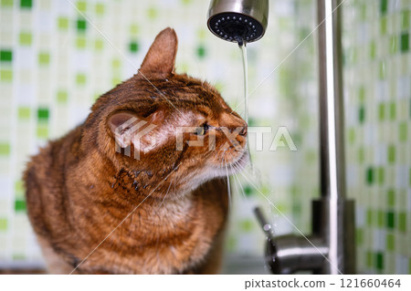 Bengal cat drinking water from faucet. 121660464