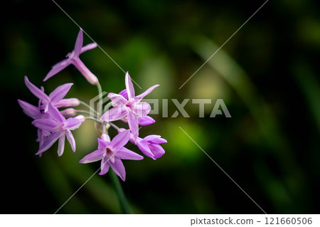 Purple of summer ~Tulbagia~ Purple of summer ~Tulbagia~ 121660506