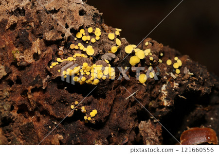 A colony of small yellow button-like mushrooms (strobe macro close-up) A colony of small yellow button-like mushrooms (strobe macro close-up) 121660556