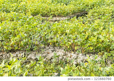A large area of adzuki crop in the farmland of Wandan, Pingtung, Taiwan. 121660760