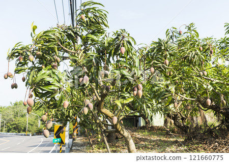 Close-up of the mango fruits on the mango tree in Tainan, Taiwan. Close-up of the mango fruits on the mango tree in Tainan, Taiwan. 121660775