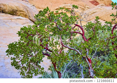 Manzanita Tree and Red Rock Canyon Landscape Eye-Level Perspective Manzanita Tree and Red Rock Canyon Landscape Eye-Level Perspective 121660811
