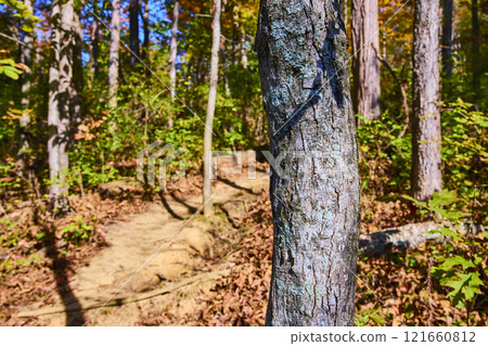 Autumn Trail in Mt. Airy Forest with Textured Tree Close-Up Autumn Trail in Mt. Airy Forest with Textured Tree Close-Up 121660812