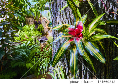 Bromeliad in Lush Tropical Garden Eye-Level Perspective 121660848