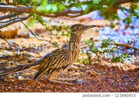 Roadrunner in Desert Refuge Moapa Valley Eye-Level View 121660853