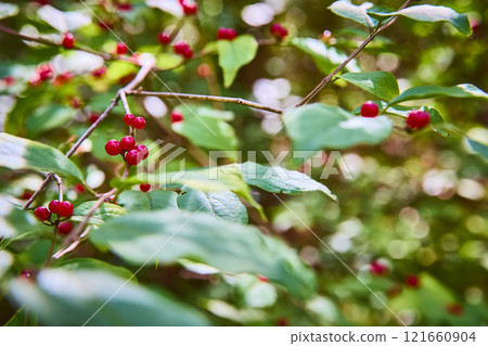 Vibrant Red Berries and Green Foliage Close-Up in Mt. Airy Forest 121660904