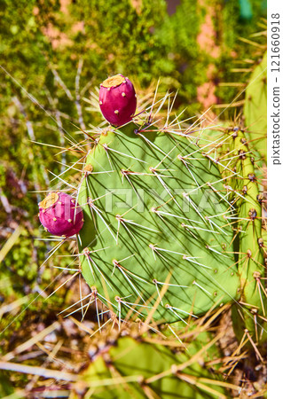 Prickly Pear Cactus with Pink Tunas in Sunlit Close-Up 121660918