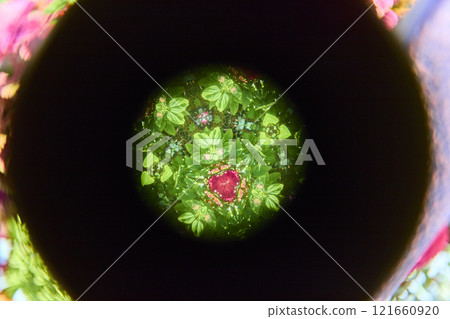 Vibrant Floral Mandala with Red Centerpiece Kaleidoscope View Vibrant Floral Mandala with Red Centerpiece Kaleidoscope View 121660920