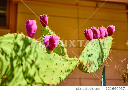 Prickly Pear Cactus with Pink Fruits in Desert Sun Eye-Level View 121660937