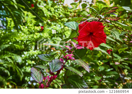 Vibrant Hibiscus and Lush Foliage Eye-Level Perspective Vibrant Hibiscus and Lush Foliage Eye-Level Perspective 121660954