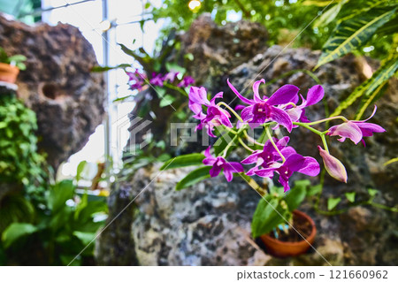 Vibrant Purple Orchids in Bloom with Rocky Backdrop Eye-Level View 121660962
