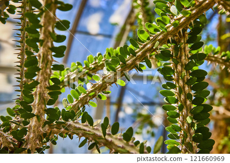 Thorny Succulent Stems in Sunlit Greenhouse Close-Up 121660969