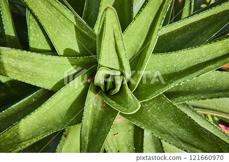 Vibrant Agave Plant with Dewy Leaves Eye Level Perspective Vibrant Agave Plant with Dewy Leaves Eye Level Perspective 121660970