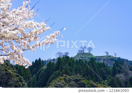 <Shimane Prefecture> Cherry blossoms in full bloom and the ruins of Gassan Toda Castle <Shimane Prefecture> Cherry blossoms in full bloom and the ruins of Gassan Toda Castle 121661093
