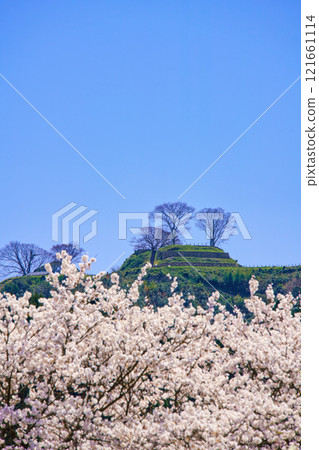 <島根縣>盛開的櫻花和月山戶田城遺址 121661114
