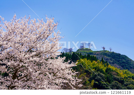 <島根縣>盛開的櫻花和月山戶田城遺址 <島根縣>盛開的櫻花和月山戶田城遺址 121661119