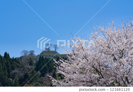 <島根縣>盛開的櫻花和月山戶田城遺址 121661120