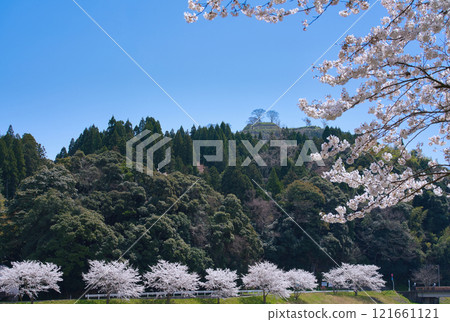 <Shimane Prefecture> Cherry blossoms in full bloom and the ruins of Gassan Toda Castle <Shimane Prefecture> Cherry blossoms in full bloom and the ruins of Gassan Toda Castle 121661121