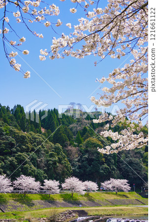 <島根縣>盛開的櫻花和月山戶田城遺址 121661122