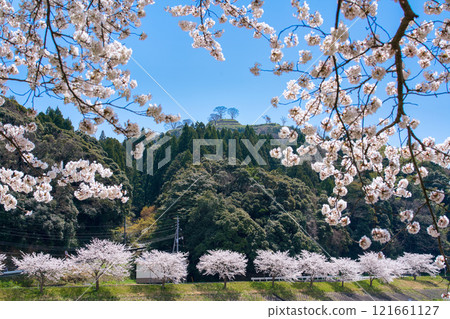 <Shimane Prefecture> Cherry blossoms in full bloom and the ruins of Gassan Toda Castle 121661127