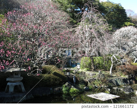 Plum blossoms bloom at Hasedera Temple in Kamakura (near Myochi Pond) in early spring 121661172