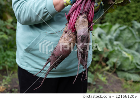 Freshly harvested beets held by a gardener in a backyard garden during late summer 121661209