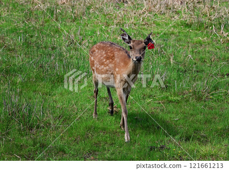 An adult deer was maral in a field against the background of the mountains of Buryatia, the village of Arshan. Tunka Valley. 121661213