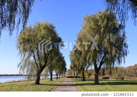 Watarase Setoikeike風景 121661511