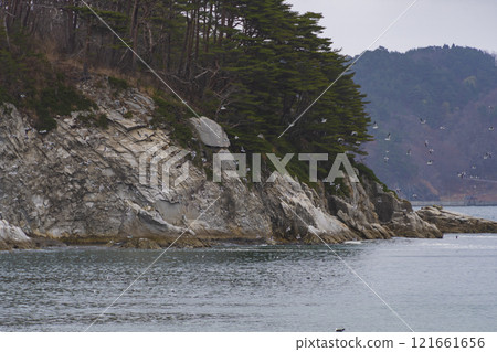 岩手縣、三陸縣、淨土濱黑尾鷗 121661656