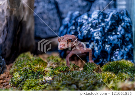 Hynant 壁虎的特寫 121661835