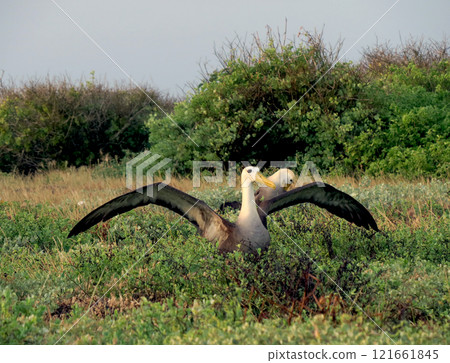 Galapagos albatross 121661845
