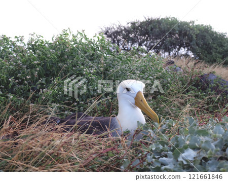 加拉帕戈斯信天翁 121661846