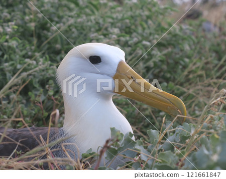 Galapagos albatross 121661847