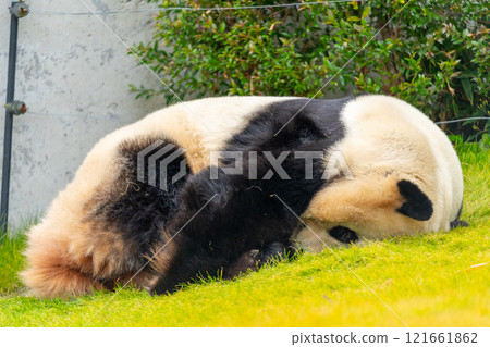大貓熊圖片 大貓熊圖片 121661862