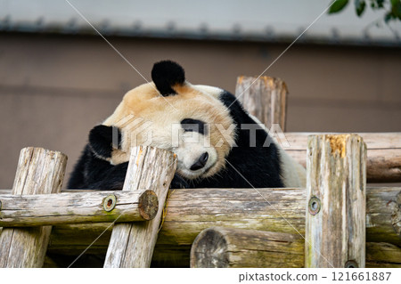 Giant Panda Pictures Giant Panda Pictures 121661887